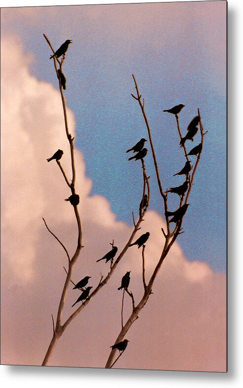 Birds Metal Print featuring the photograph 19 Blackbirds by Steve Karol