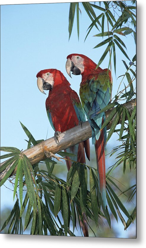 Mp Metal Print featuring the photograph Red And Green Macaw Ara Chloroptera by Konrad Wothe