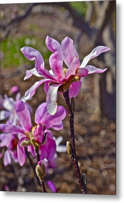 Magnolia Metal Print featuring the photograph 2016 Early Spring Loebner Magnolias 3 by Janis Senungetuk