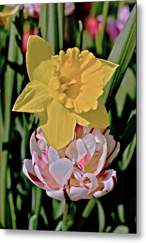 Tulips Metal Print featuring the photograph 2018 Acewood Tulips Daffodil with Tulips by Janis Senungetuk