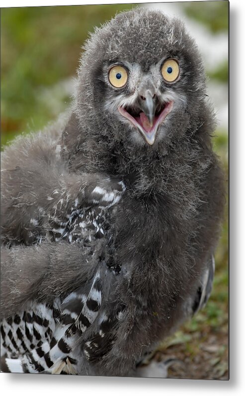 Snowy Owl Baby Metal Print featuring the photograph Baby Snowy Owl #4 by JT Lewis