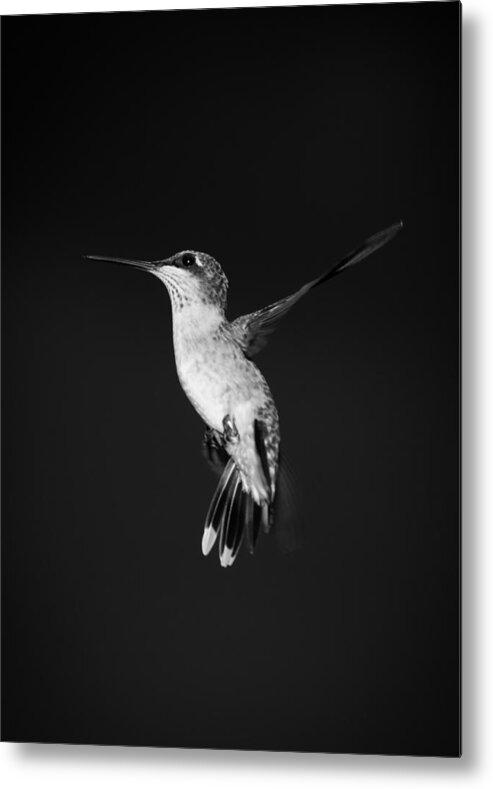 Hummingbird Metal Print featuring the photograph Hummingbird #4 by Holden The Moment