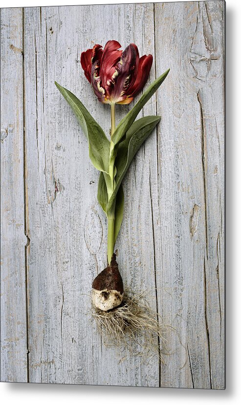 Tulip Metal Print featuring the photograph Tulip #4 by Nailia Schwarz