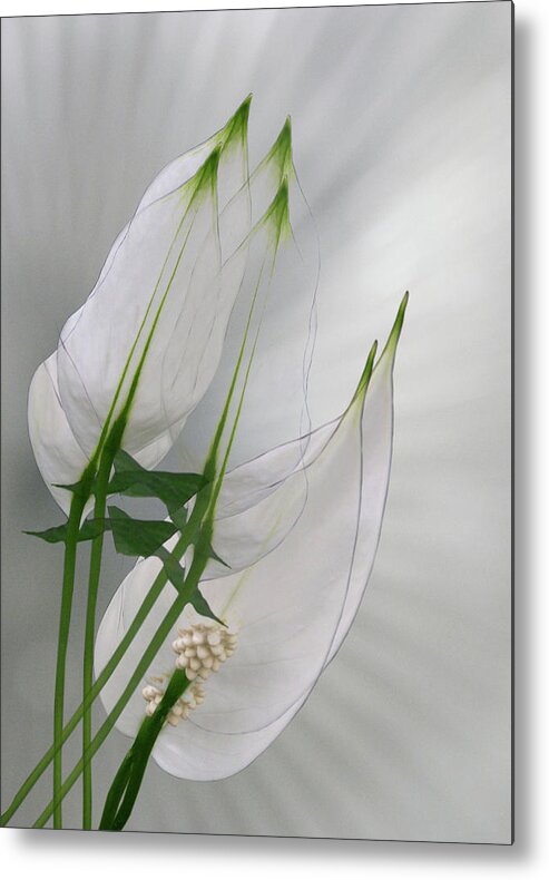 Easter Metal Print featuring the photograph 4425 by Peter Holme III