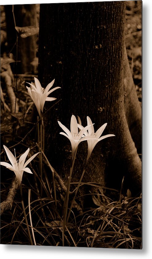 Lilies Metal Print featuring the photograph Swamp lilies #5 by David Campione