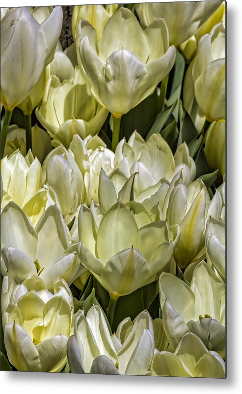 Tulips Metal Print featuring the photograph Tulips #64 by Robert Ullmann