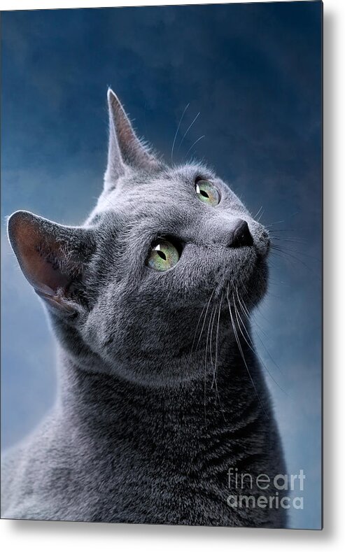 Russian Metal Print featuring the photograph Russian Blue Cat by Nailia Schwarz