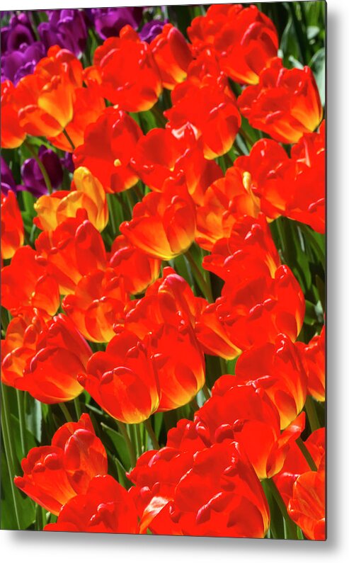 Tulips Metal Print featuring the photograph Tulips #82 by Robert Ullmann