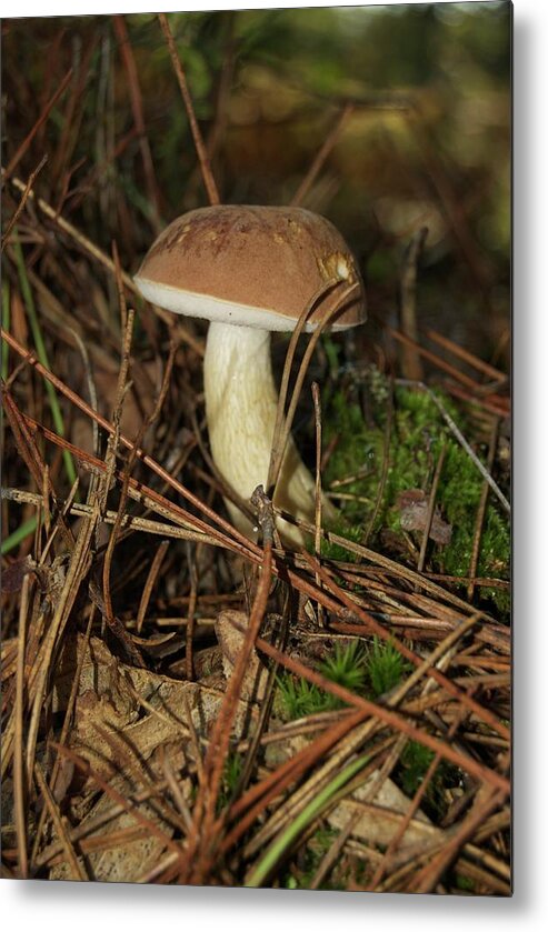  King Bolete Metal Print featuring the photograph King Bolete 9062 by Michael Peychich