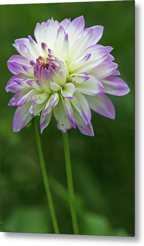 Dahlia Metal Print featuring the photograph A Certain Light by Juergen Roth