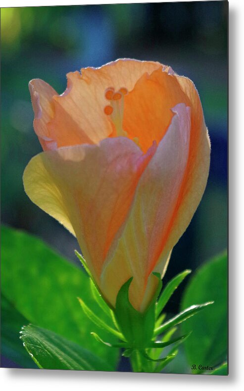 Nature Metal Print featuring the photograph A new day. by Bess Carter