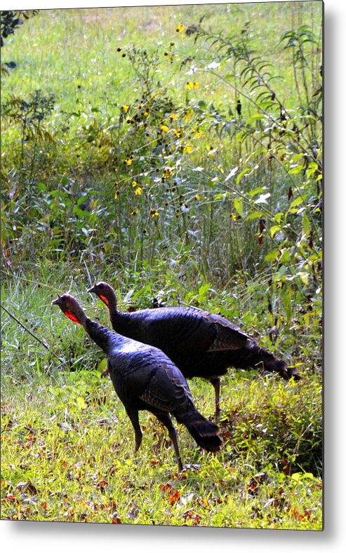 Wild Turkeys Metal Print featuring the photograph A Pair of Wild Turkeys by Carla Parris