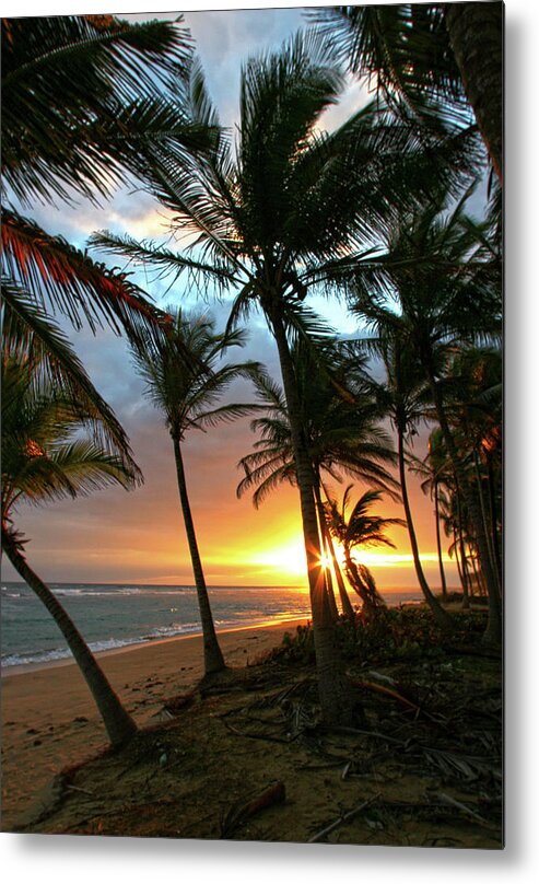 Palms Metal Print featuring the photograph A Place I Know by Robert Och