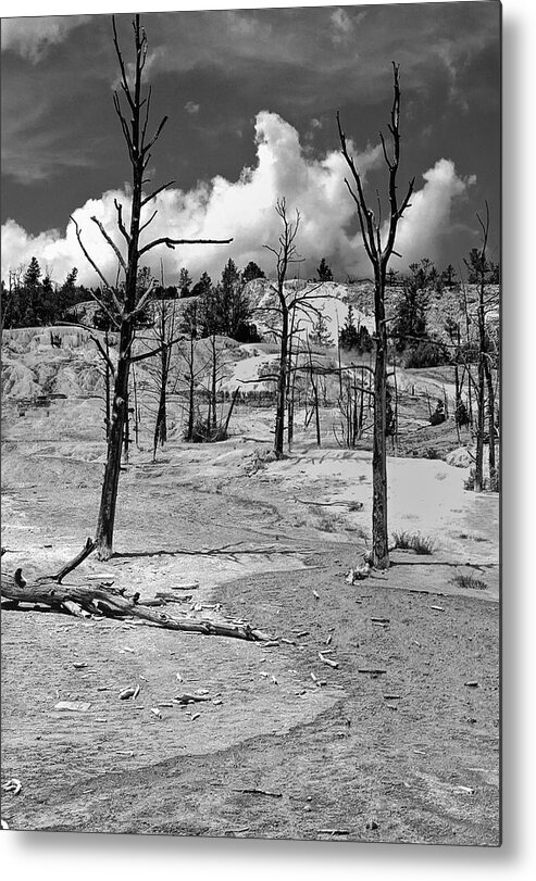 Yellowstone Metal Print featuring the photograph After the Fire by Nigel Fletcher-Jones