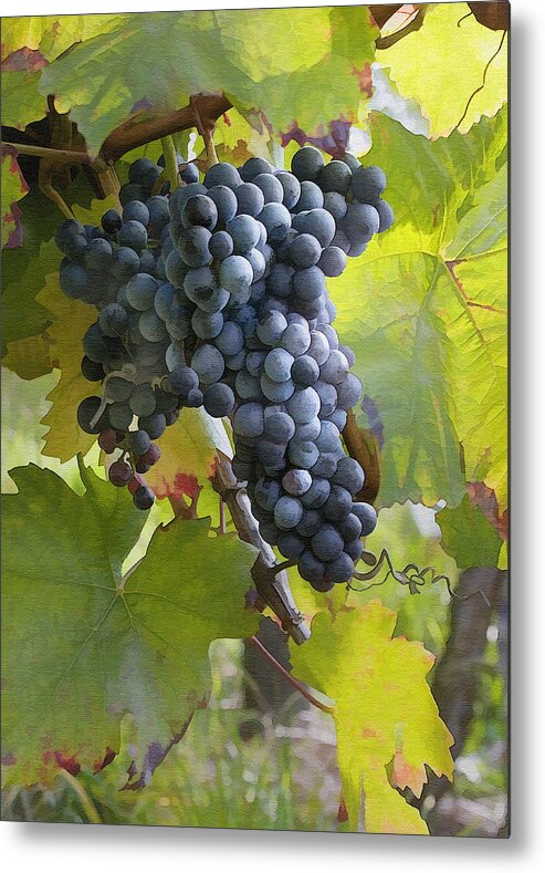 Grape Metal Print featuring the photograph All Aglow by Sharon Foster