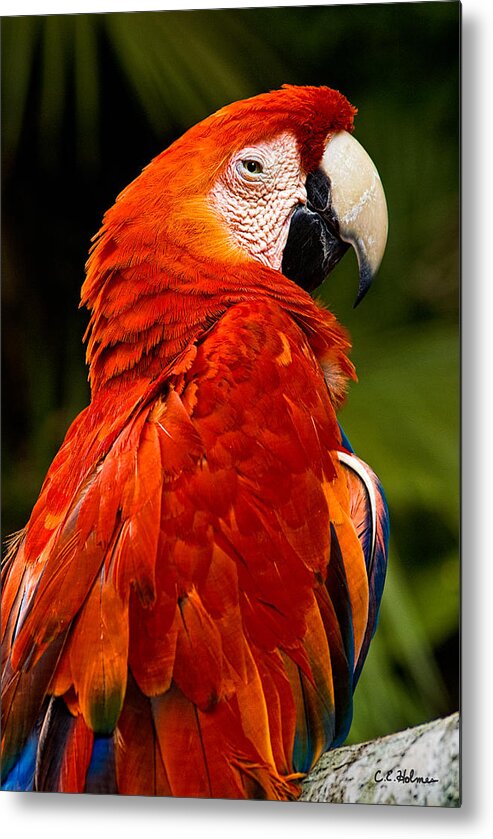 Bird Metal Print featuring the photograph Aloof In Red by Christopher Holmes