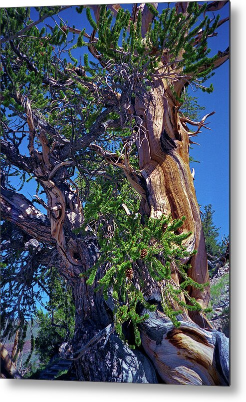 Bristlecone Pine Metal Print featuring the photograph Ancient Bristlecone Pine Tree Composition 3, Inyo National Forest, White Mountains, California by Kathy Anselmo