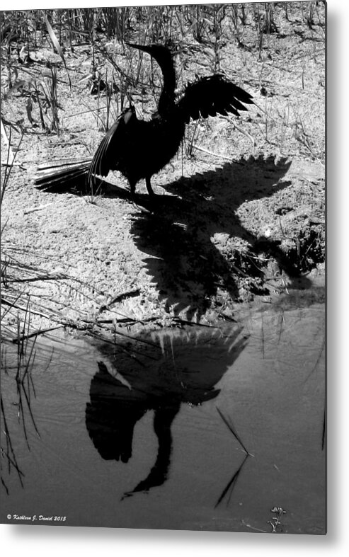 Black And White Metal Print featuring the photograph Anhinga 3ways by Kathleen J Daniel