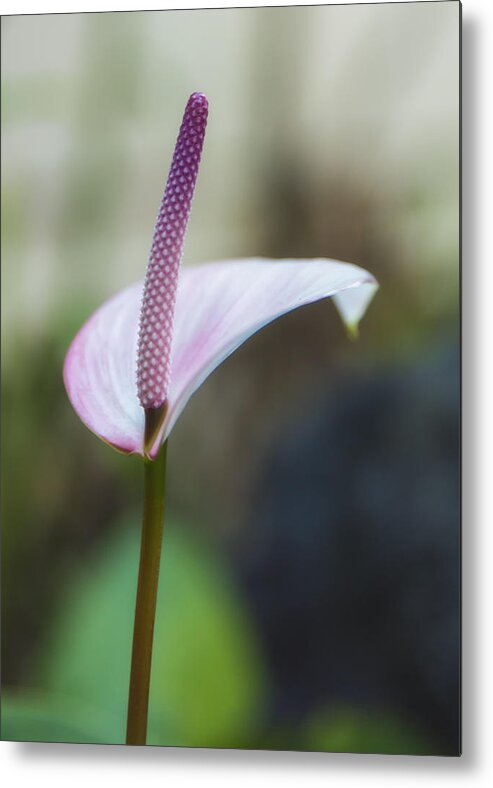 Flower Metal Print featuring the photograph Anthurium In Purples by Bill and Linda Tiepelman