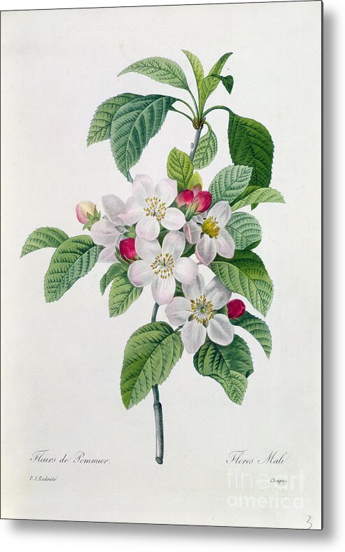 Apple Metal Print featuring the painting Apple Blossom by Pierre Joseph Redoute