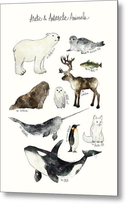Chart Metal Print featuring the painting Arctic and Antarctic Animals by Amy Hamilton