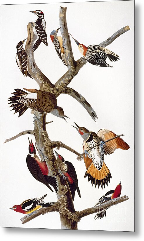 1838 Metal Print featuring the photograph Audubon: Woodpeckers by Granger