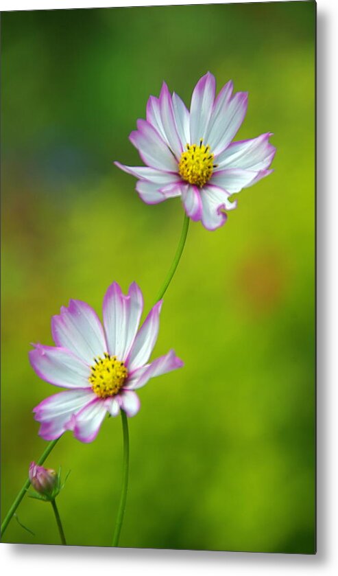 Flowers Metal Print featuring the photograph Autumn Flowers by Byron Varvarigos