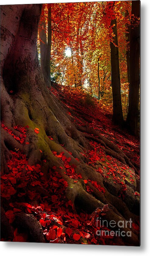 Autumn Metal Print featuring the photograph Autumn Light by Hannes Cmarits
