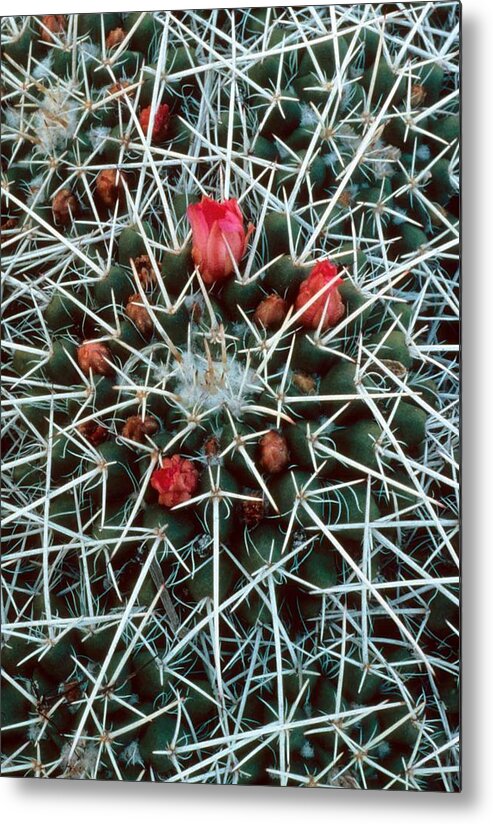 Barrel Cactus With Pink Blooms Metal Print featuring the photograph Barrel Cactus with Pink Blooms by Laurie Paci