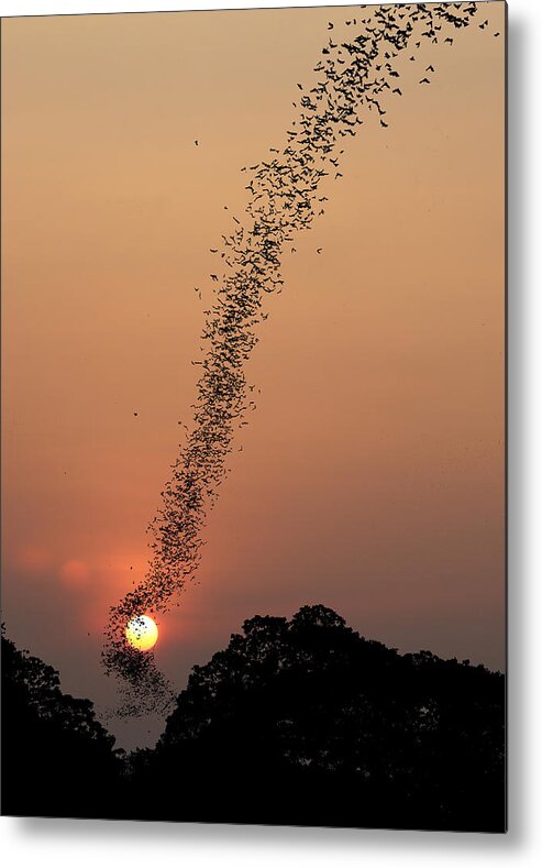 Bat Metal Print featuring the photograph Bat Swarm At Sunset by Jean De Spiegeleer