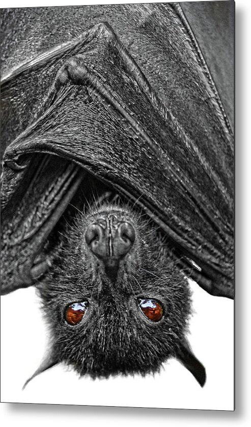 Bat Metal Print featuring the photograph Be Afraid by Yhun Suarez