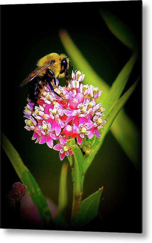 Bee Metal Print featuring the photograph Bee by Tony HUTSON