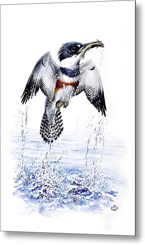 Chris Cox Metal Print featuring the painting Belted Kingfisher by Christopher Cox
