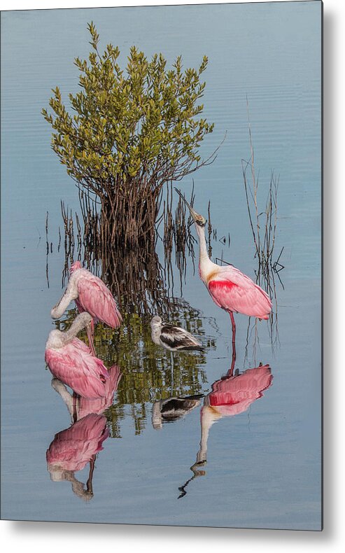 Mangrove Bush Metal Print featuring the photograph Birds and Mangrove Bush by Dorothy Cunningham