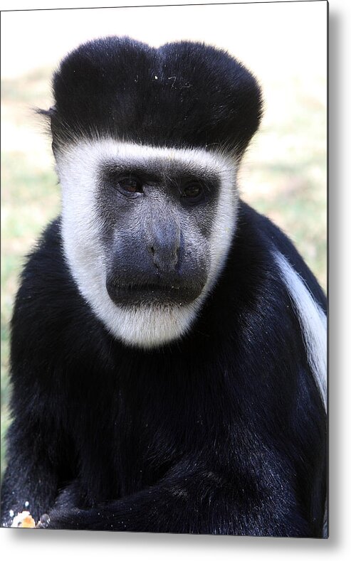 Colobus Monkey Metal Print featuring the photograph Black And White Colobus Monkey by Aidan Moran