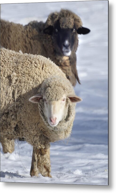 Sheep Metal Print featuring the photograph Black and White by Heather Coen