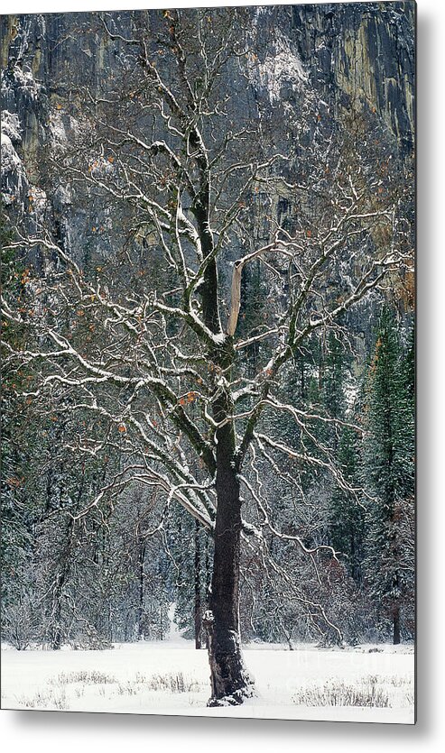 Black Oak Metal Print featuring the photograph Black Oak Quercus Kelloggii With Dusting Of Snow by Dave Welling