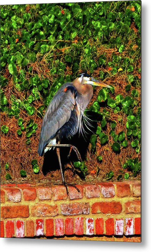 Blue Heron Metal Print featuring the photograph Blue Heron - Sentry 001 by George Bostian