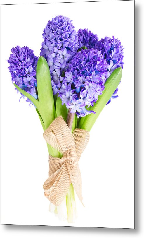 Blue Metal Print featuring the photograph Blue Hyacinth by Anastasy Yarmolovich