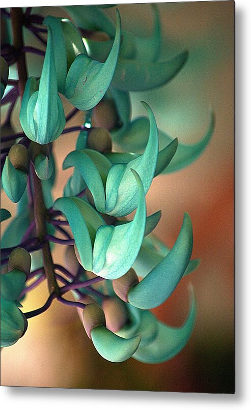 Plant Metal Print featuring the photograph Blue Jade at Sadie Seymour Park by Lori Seaman