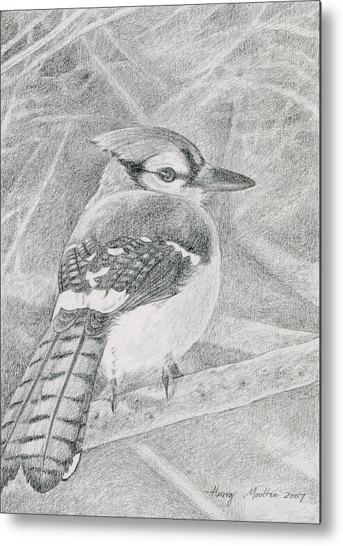Animal Metal Print featuring the drawing Blue Jay by Harry Moulton