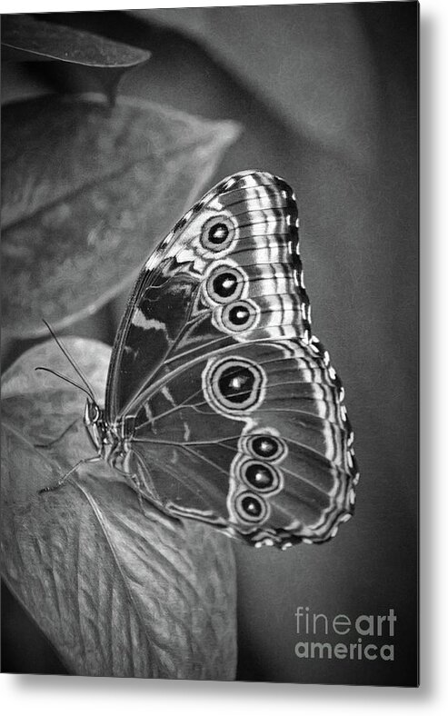 In Focus Metal Print featuring the photograph Blue Morpho Butterfly Black And White by Sharon McConnell