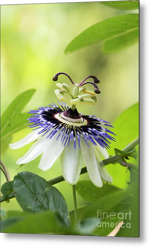 Blue Passion Flower Metal Print featuring the photograph Blue Passion flower by Tim Gainey