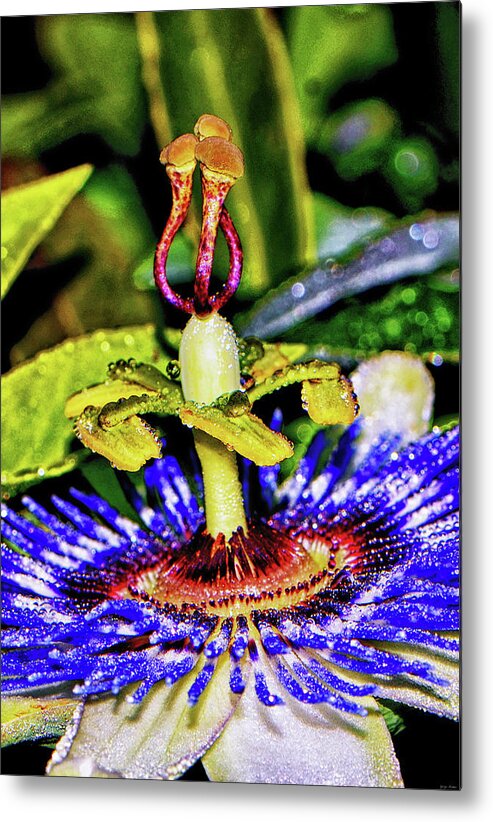 Passion Flower Metal Print featuring the photograph Blue Passion Flower With Raindrops 005 by George Bostian