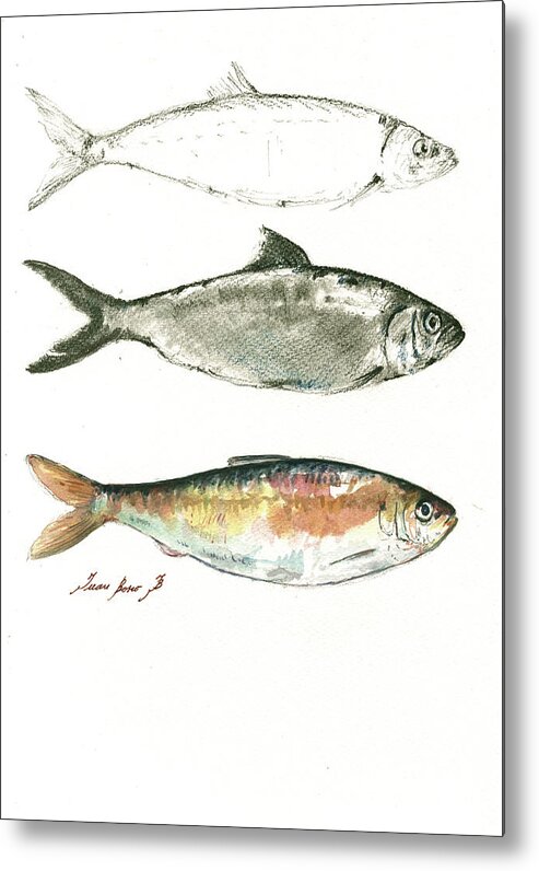 Bueblack Herrings Metal Print featuring the painting Blueback herrings by Juan Bosco
