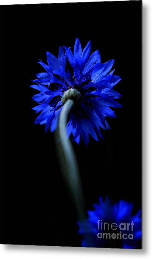 Flower Metal Print featuring the photograph Boldly Moving Forward by Dani McEvoy