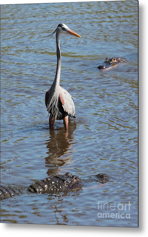 Gator Metal Print featuring the photograph Brave Great Blue Heron by Carol Groenen