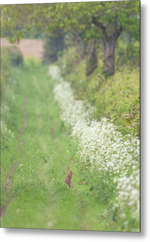 Brown Metal Print featuring the photograph Brown Hare On Wild Flower Track by Pete Walkden