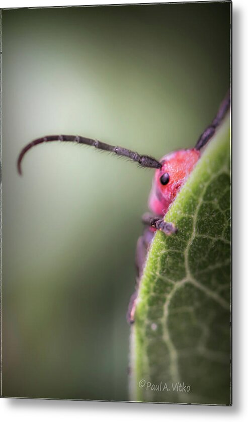 Red Bug Metal Print featuring the photograph Bug Untitled by Paul Vitko