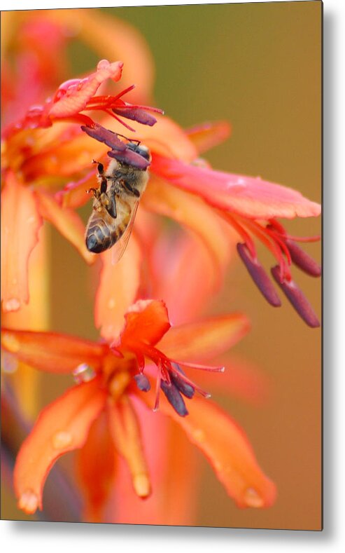Bee Metal Print featuring the photograph Busy Bee by Amy Fose